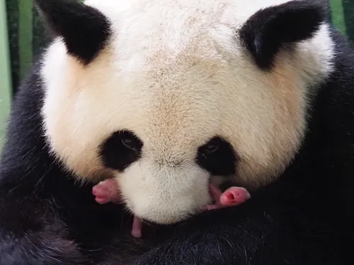 Naissance de deux bébés pandas au zoo de Beauval